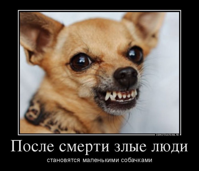 Мем про злую собаку
