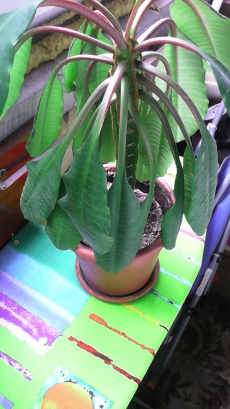 Почему опустились листья. Спатифиллум мужегон. Почему опустились листья. Почему опустились листья. Драцена маргината опустила листья.