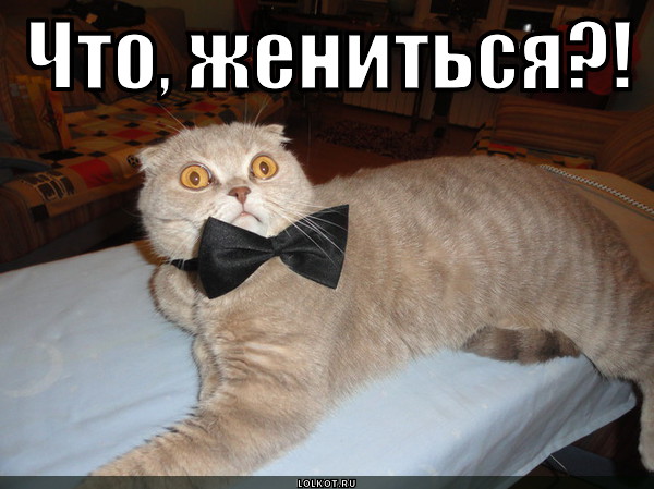 Кто женился на котах