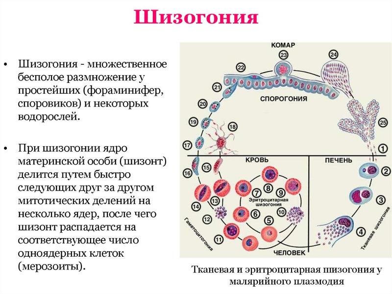 Множественное деление у споровиков. Шизогония примеры. Кокцидии эймерии. Шизогония организмы. Эймерия жизненный цикл.