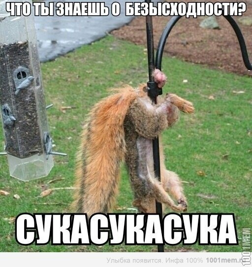 Собака повисла на руке человека мем Ответы Mail.ru: белочка сегодня не придёт??? см. вн.