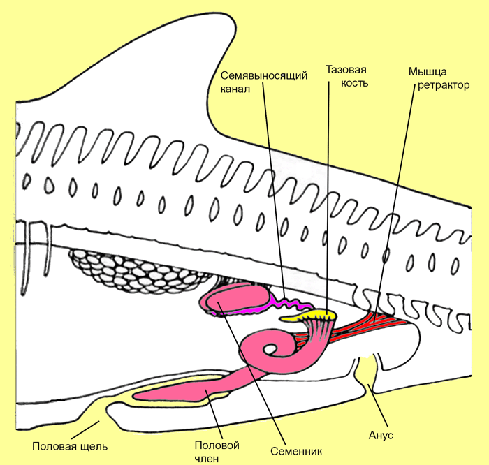 Шұлықпен және салбырап тұрған белдіктермен жыныстық қатынас