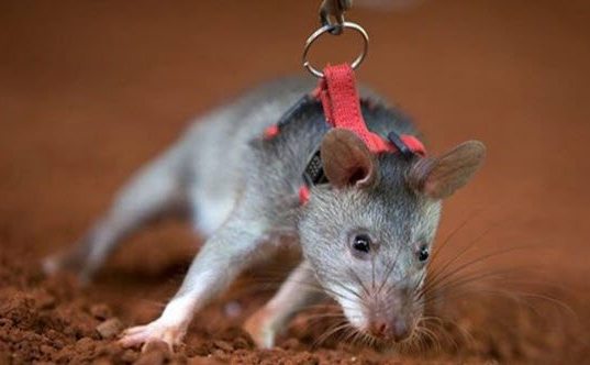 192020953_4e602930312e34ae353c18b1588605