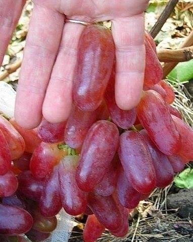 Сорта виноградов с фото и описанием