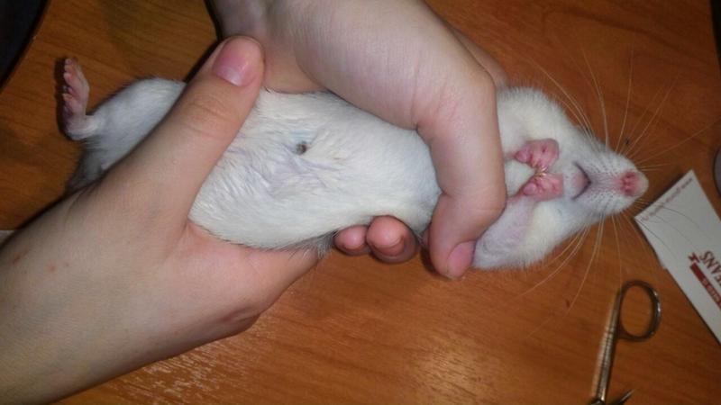 холка у крыс. методы фиксации лабораторных животных. внутримышечный укол крысе. строение крысы. подкожное введение белым мышам.