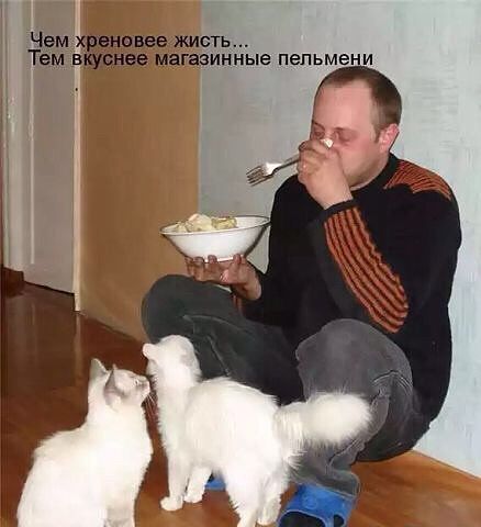 Кот с пельменями мем