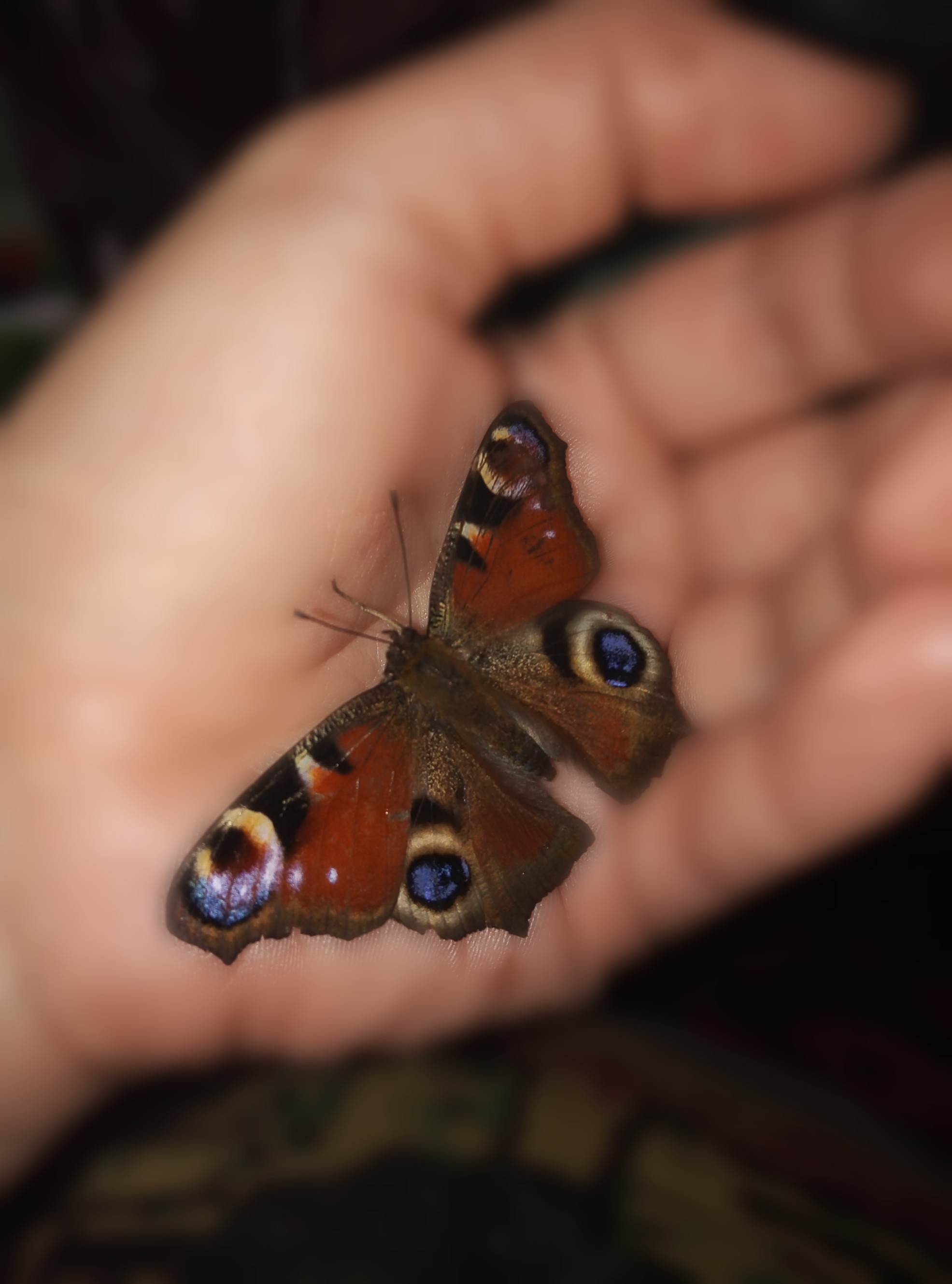 домашняя бабочка. декоративные бабочки живые. дом бабочек. сколько живут домашние бабочки. германские бабочки.