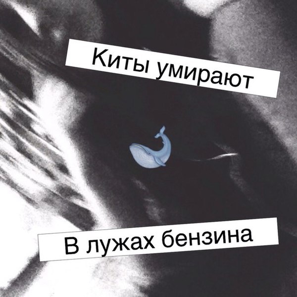 Картинки с надписью киты умирают в лужах бензина, подписать открытку свадьбе