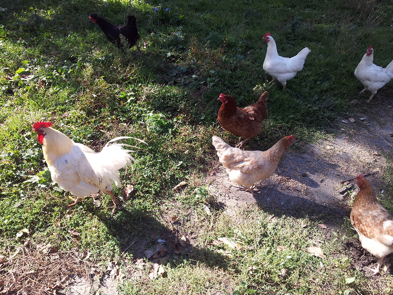 Hedzaron m rg t -house birds Carc Chicken Hjaz-gus Babyz duck Gogyz turkey.. 202