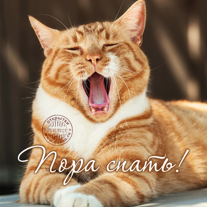 Спи давай уже картинки прикольные, новому