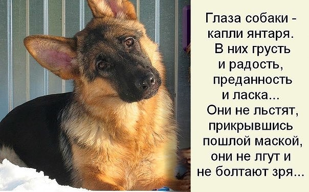 Днем россии, открытки про верность собак