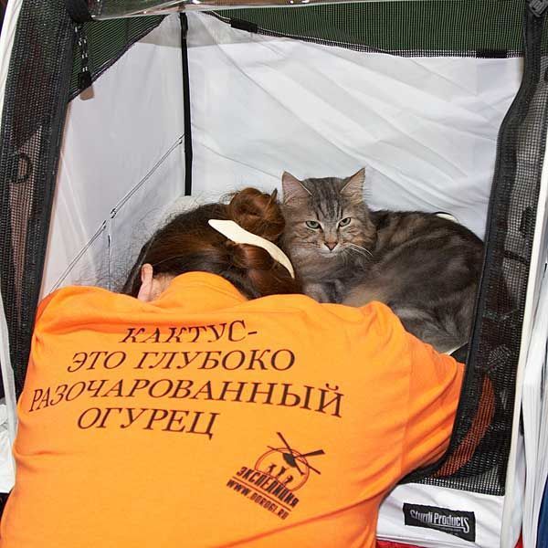 Близкие, прикольные картинки с надписью согласен