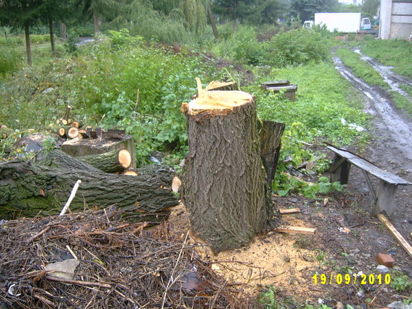 задания по русскому языку корень. правило о ё под ударением после шипящих. правописание а о в корнях. правописание корней раст рост. спилены под корень как пишется.
