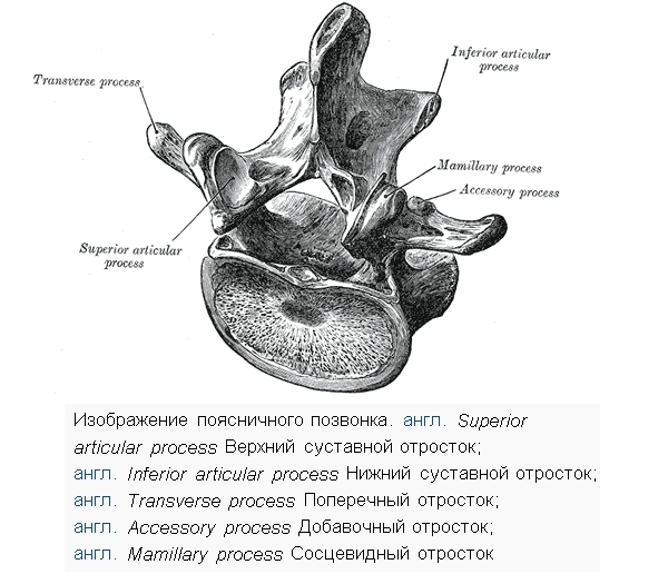 Таблетки для профилактики поясничного остеохондроза