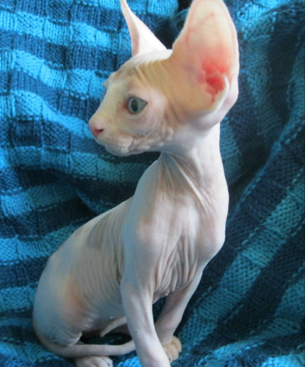 Усы у сфинкса канадского. Сфинкс без усов порода. Донской сфинкс котята. Усы у сфинкса канадского. Сфинкс кошка донской с усами.