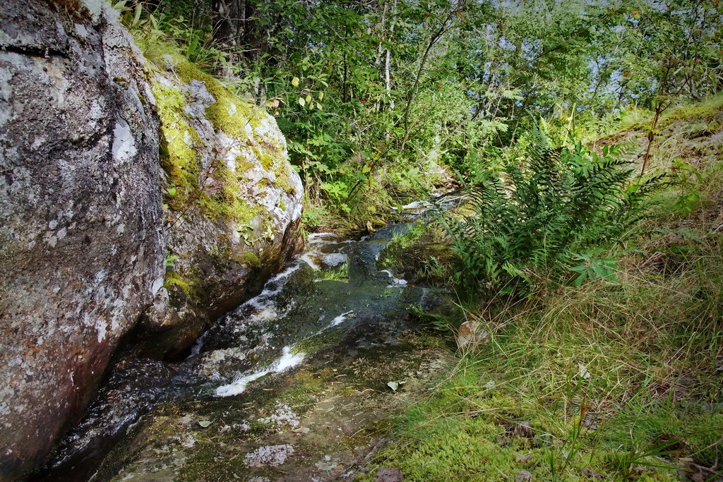 ландшафтный парк шмелевский ручей. говорливый ручей. скоро сбежали говорливые ручейки. вертлявый ручей. ручей толгут.