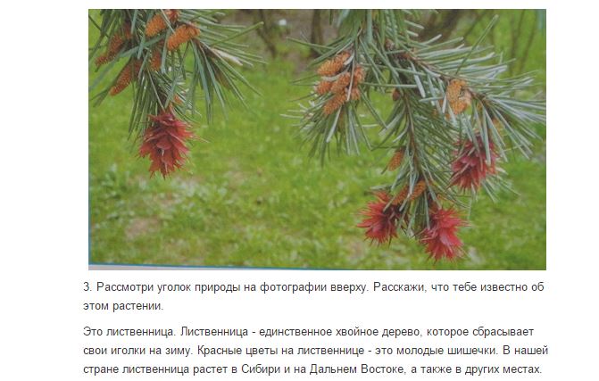 усыхающая ель. лиственница сибирская венец. лиственница даурская ареал. резко засветились верхушки лиственниц еще не потерявших. резко засветились верхушки лиственниц еще не потерявших.