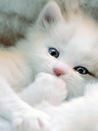 картинка милый котенок онлайн картинка милый котенок