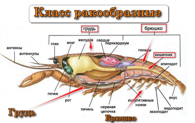 У креветки есть мозг. У креветки есть мозг. Строение пищеварительной системы креветки. Сердечко из креветок. Анатомия строения креветки.