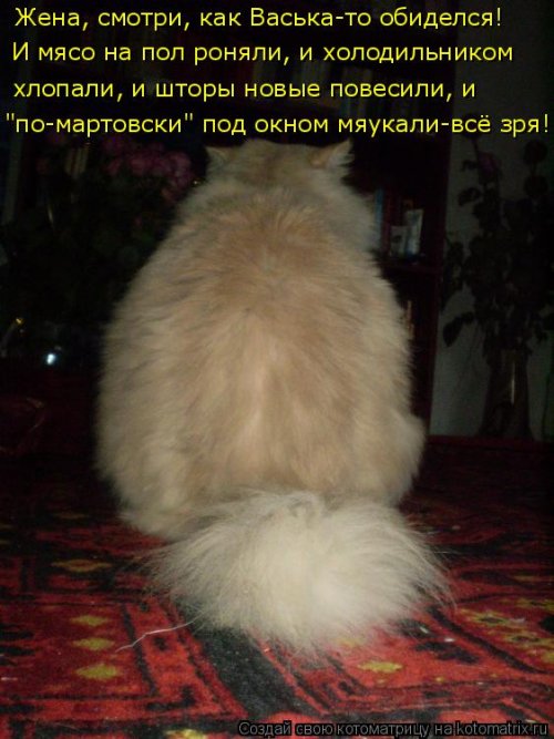 Ты обиделась картинка с кошкой и надписью, картинки про кошек