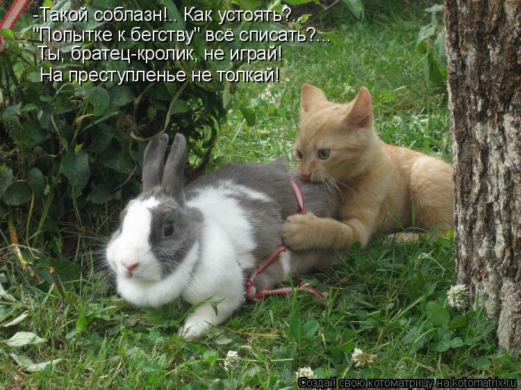 Днем, картинки про зайчиков с надписями