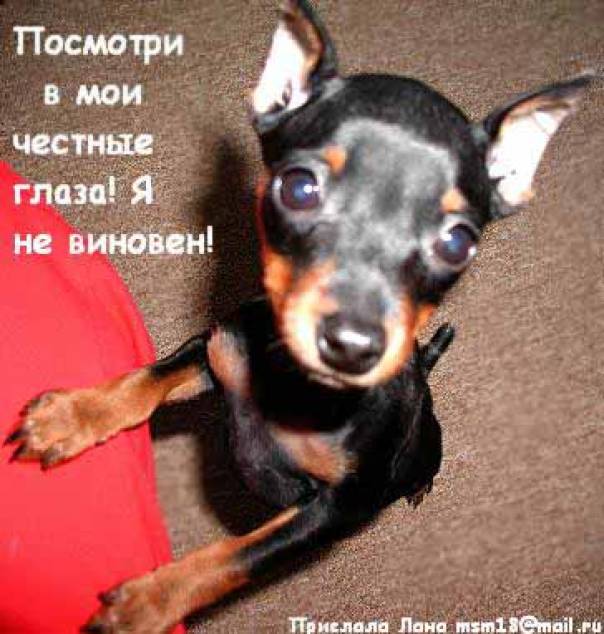 Я не виноват открытка