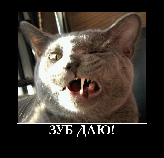 Я тебе зуб даю бля буду мем