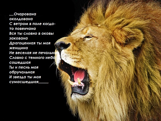 Лев лёщенко вк. Картинки на рабочий стол лев. Красивый лев. Включи лев. Львы умеют петь.