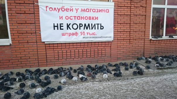 вкатить картинка с голубем меня хлебом не корми банк был активно
