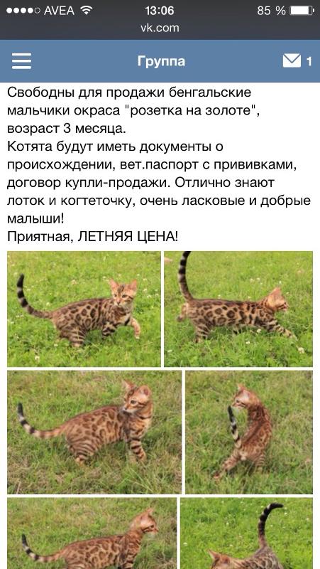 Вес бенгала по месяцам таблица