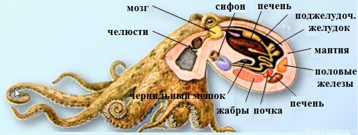 Что находится внутри организма кальмара Ответы Mail.ru: Что входит во внутреннее строение осьминога?