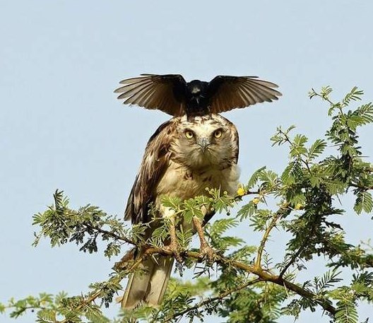 смешные птички. птицы в дикой природе. After a bird. птица из мемов. After a bird.