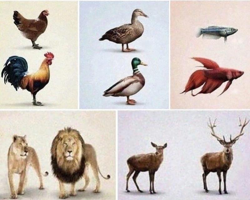 211238240_0603ce0ade7c8e66b6d7901634f3a6