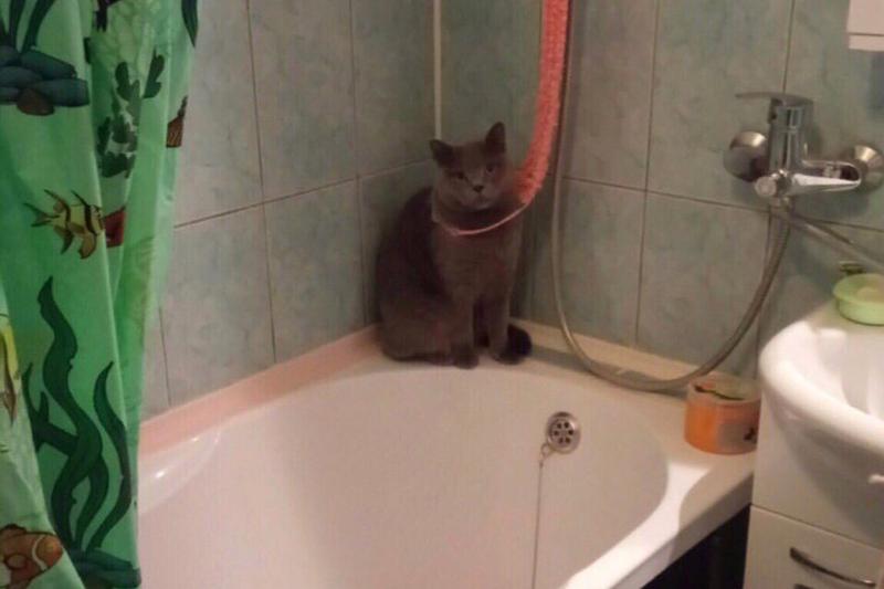 кот повесился 2022 мемы с котами ВКонтакте