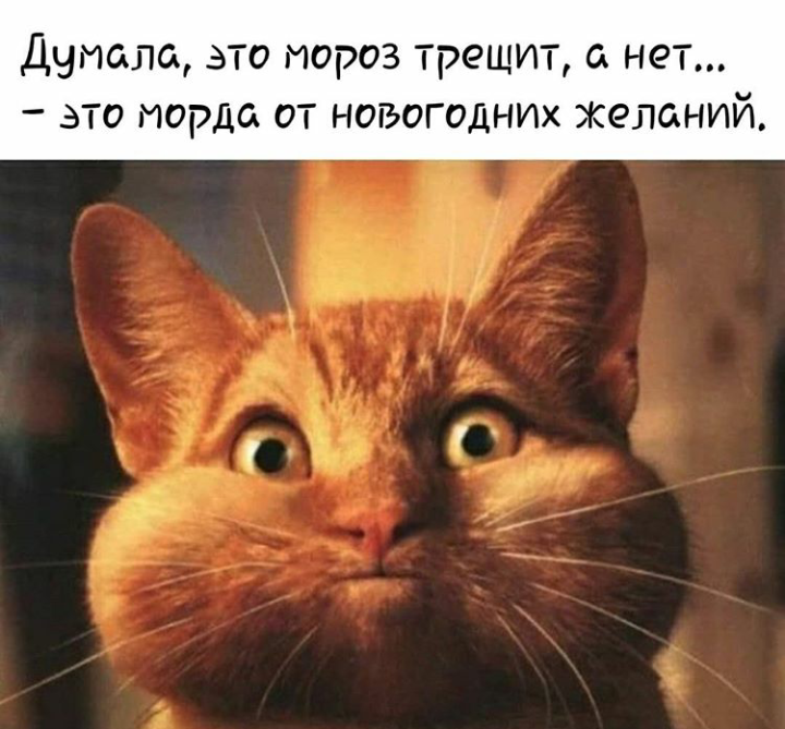 картинка думала мороз трещит а это морда этого достаточно