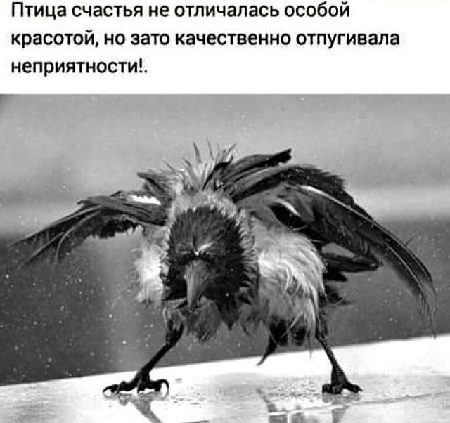 Птица счастья картинки прикольные