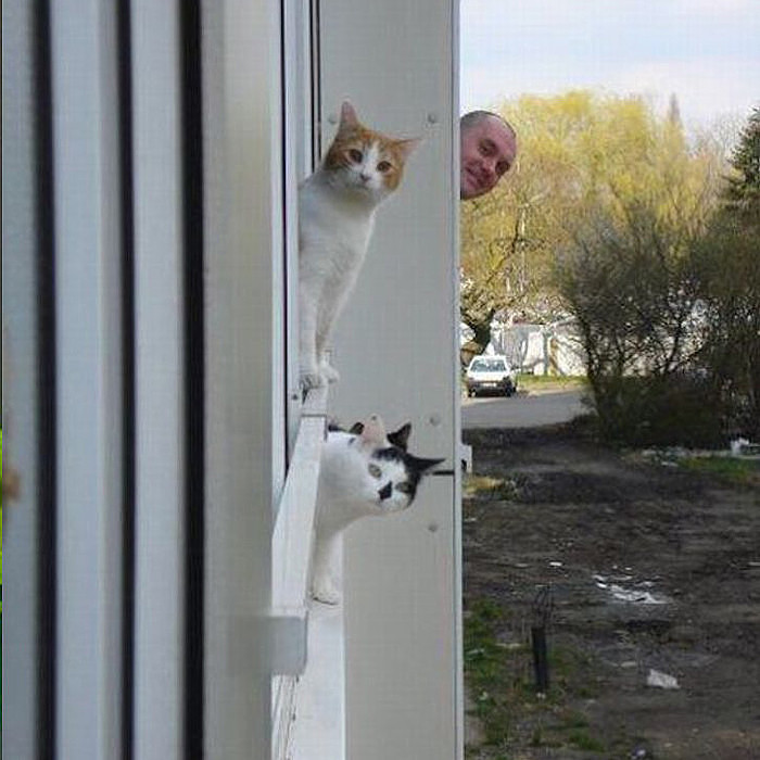 Кот лайк привет сосед. Соседский кот. Привет смешной кот. Смешные сфинксы. Котик из соседского окна.