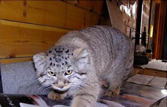 Ответы Mail.ru: Может завести манула? и кот и охрана??? многогранненько))?