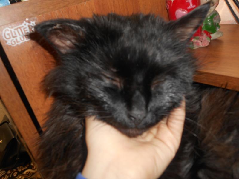 Мальки гуппи: уход и содержание