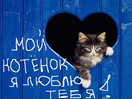 Машинки, открытка люблю тебя котенок мой
