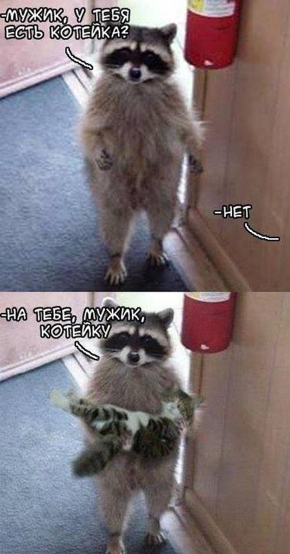 Мем с енотом и котом