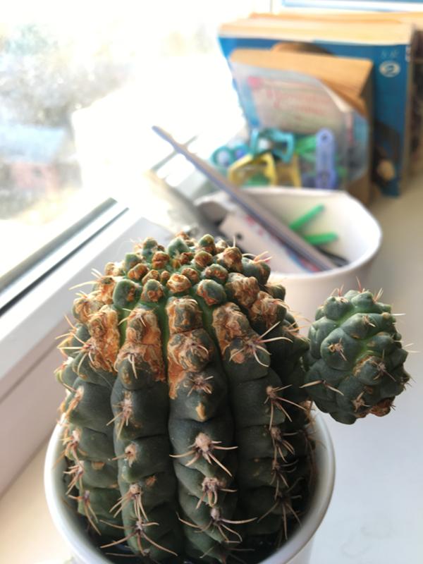 Ответы Mail: Кактус. Можно ли обрезать?