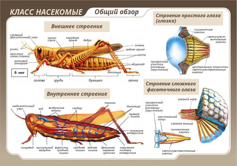 электронного чека анатомия и физиология насекомых этих