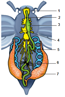 рисунок укажи к какой системе органов относятся органы. рассмотри рисунок. обозначь название органов указанных цифрами. рассмотри рисунок. рассмотри рисунок и отметь название органов указанных цифрами птица.
