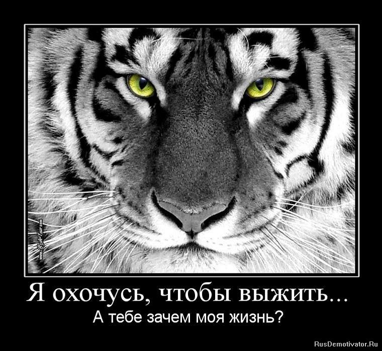 Картинки с тиграми с надписью про жизнь