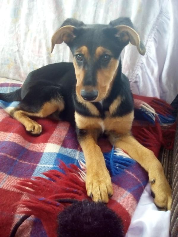 Вес лабрадора в 3 месяца таблица щенка лабрадора. Рост разных пород собак. До какого возраста растут дворняги. Вес немецкой овчарки по месяцам кобель. До какого возраста растут дворняги.