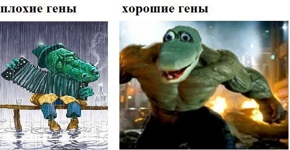 Создает копию фрагмента гена. Создает копию фрагмента гена