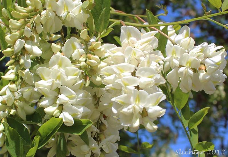 220991462_f9b9bed7cc7d7375b631533f426550