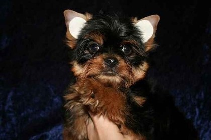 Уши йорка. Йоркширский терьер щенок 4 месяца. Подвязка ушей йорка. Ушки у йорка. Ушки у щенка йоркширского терьера.