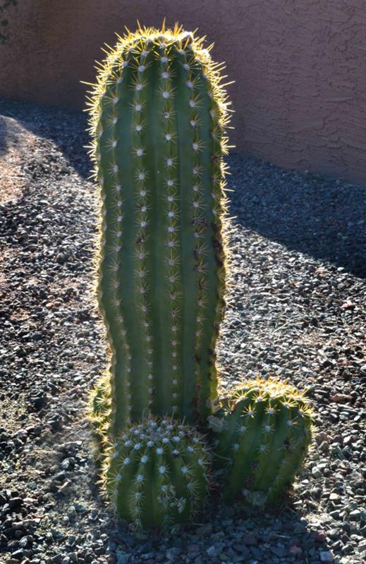 кактус возле компьютера. польза кактуса. плоды кактуса опунция. плоды кактуса опунция. польза кактуса.